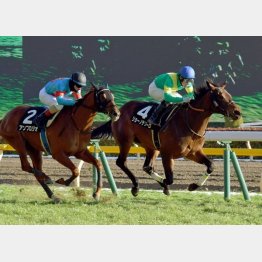 クロッカスS以来の勝利を狙う