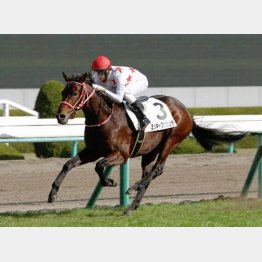 坂井の帰国後の初勝利はこの馬だった