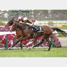 蛍池特別は頭差の②着(内)