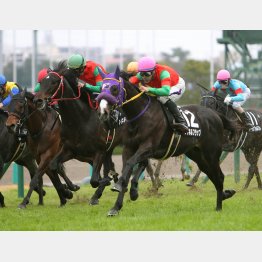 千両賞はマイネルフラップの②着