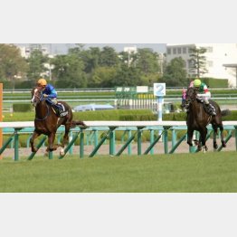 兵庫特別を4馬身差の圧勝