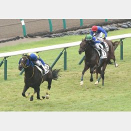 ○チャロネグロは中山二千二百で五百万を圧勝