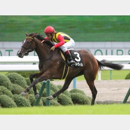 京都千四のりんどう賞を完勝