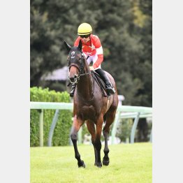 デビューから2連勝したの素質馬