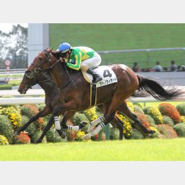 デビュー勝ちは余力十分