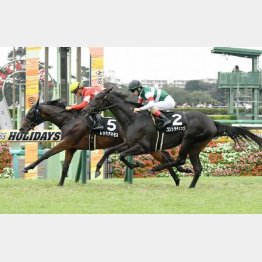 サフラン賞は首差②着