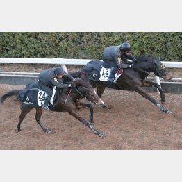 ラウカンプー(左)は半馬身ほど遅れた