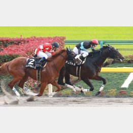 錦秋Sは半馬身差②着
