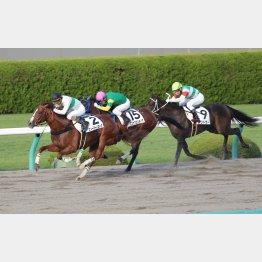前走はロングスパートから②着(真ん中)