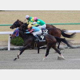 門松Sを快勝