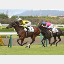 新馬戦を差し切り