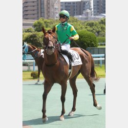 ゴチャツカない頭数は魅力