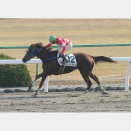 前走は②着に2馬身差