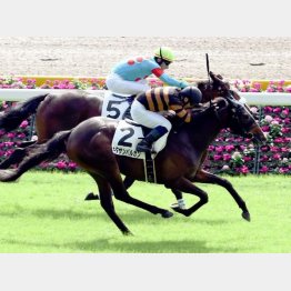 東京二千で未勝利勝ち