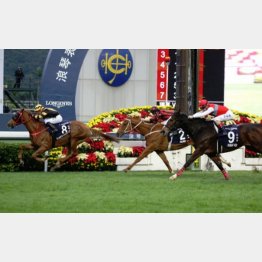 香港Cでも世界の強豪相手に②着と健闘