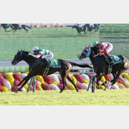 京都2歳S②着は負けて強し