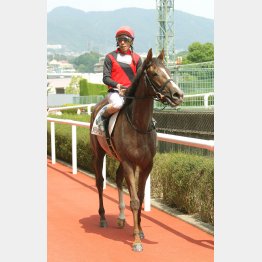 未勝利を勝った阪神千八への舞台替わり