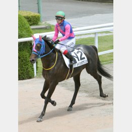 藤岡は池添兼厩舎のメイショウアリソンで勝負