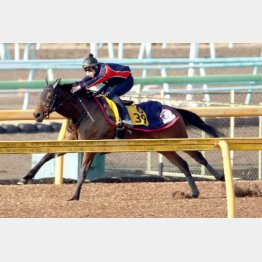 抜群の動きで現役最後のレースを迎える