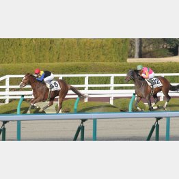 藤岡は前走②着のテイエムグッドマンに◎