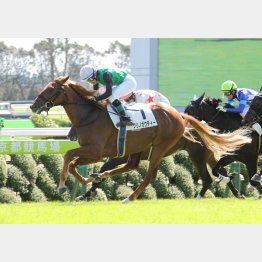 クリノガウディーは新馬戦以来のVなるか