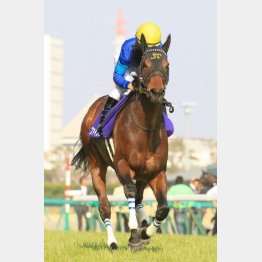 昨年のスプリントチャンピオン・ファインニードルはすでに引退