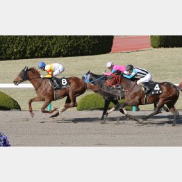 前走は14番人気で②着