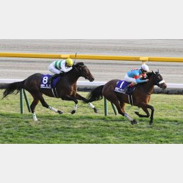 ジャパンCは普通なら勝っていた