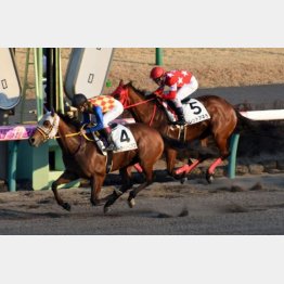 レッドアネラは昇級初戦で即連対