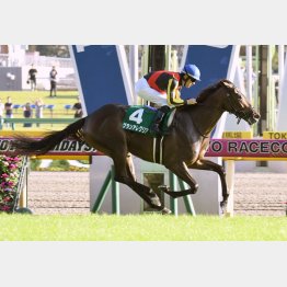 サウジアラビアRCで牡馬を一蹴
