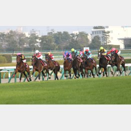チューリップ賞組は②③着馬も怖い(シゲルは一番右、ノーブルは右から4頭目)