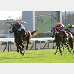 デイリー杯②着の実績