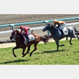 未勝利戦で見せた瞬発力で前進だ