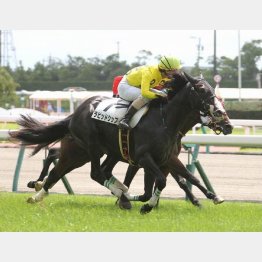 未勝利は半馬身差V