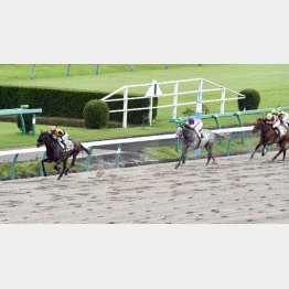 五百万条件は3馬身半差圧勝