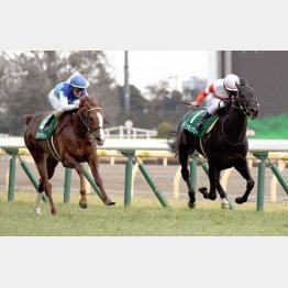 共同通信杯は勝ち馬より1㌔背負い目標になる不利でも②着確保
