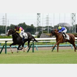 一昨年秋に中山で五百万下を楽勝