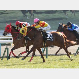 3走前はこの舞台で乙訓特別を勝利