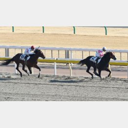 東京でも連対実績がある◎ミッキー