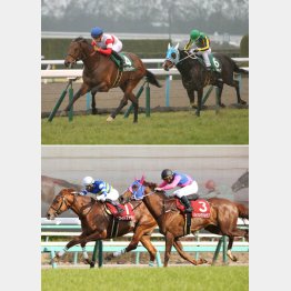 きさらぎ賞はダノンチェイサー(上) NZTはワイドファラオ(下)