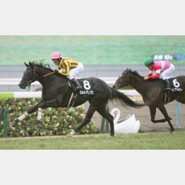 3歳時に紅梅S勝ち