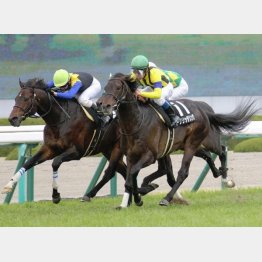 六甲Sは首差②着