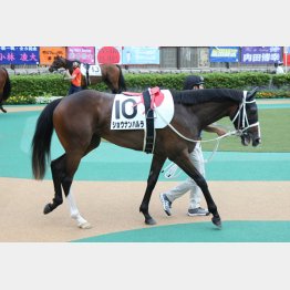 歩様をじっくり見る