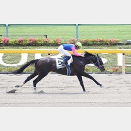 前走の東京戦は大差勝ち