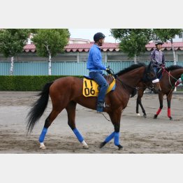 滞在競馬も合っている