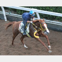 直前は坂路1F12秒5