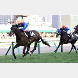 昨夏は日高特別勝ち