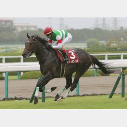 神戸新聞杯 サートゥルナーリア秋初戦は圧勝 日刊ゲンダイ競馬