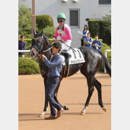 藤岡はダイシンクローバーをプッシュ