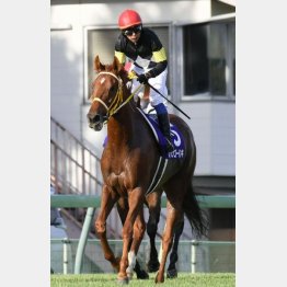 スプリンターズs 強靭な末脚で 着レッツゴードンキ 名馬に並んだjra所属馬の記録 日刊ゲンダイ競馬 スプリンターズs 強靭な末脚で 着レッツゴードンキ 名馬に並んだjra所属馬の記録 日刊ゲンダイ競馬